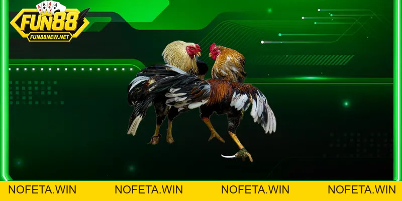 FUN88 Hawtdog - Link Vào FUN88 Mới Nhất | +88K Tết 2026 - Nofeta