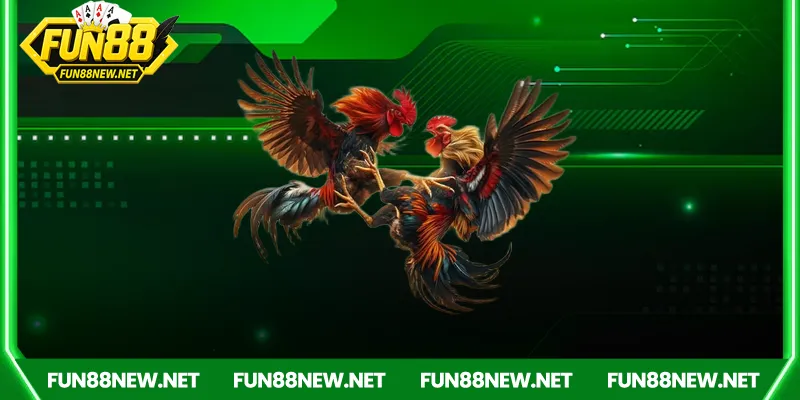 Đá gà Fun88 – Trải nghiệm cá cược gà chọi trực tuyến - Nofeta
